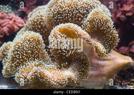 Seeanemone, räuberische Meer Tier sieht aus wie eine Blume Stockfoto