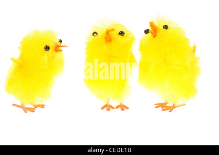 gelbe Chicklings, Foto auf dem weißen Hintergrund Stockfoto