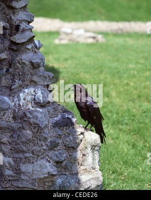 Rabe auf Stein Mauer sitzend, Tower of London, Tower Hill, London Borough of Tower Hamlets, London, England, Vereinigtes Königreich Stockfoto