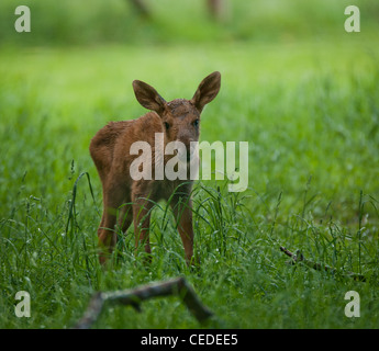 Baby europäischen Moose (Elch) Stockfoto