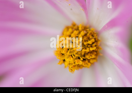 Nahaufnahme eines einzigen weißen und rosa Blüten, cosmos Cosmos Bipinnatus Stockfoto