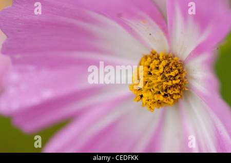 Nahaufnahme eines einzigen weißen und rosa Blüten, cosmos Cosmos Bipinnatus Stockfoto