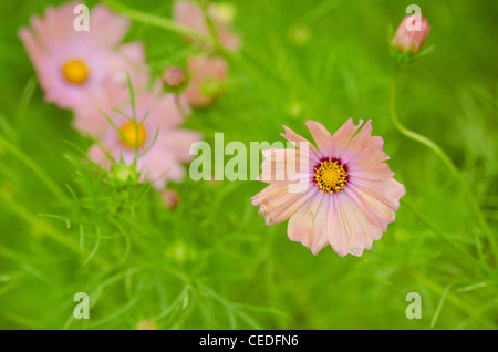 Rosa Cosmos Blumen, Cosmos Bipinnatus, an einem regnerischen Tag Stockfoto