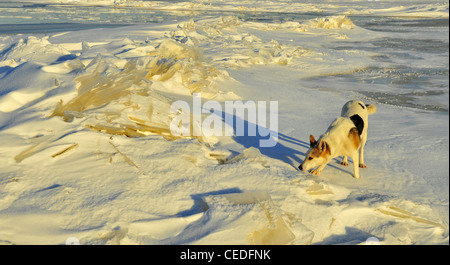 Hund im Winter. Der Hund geht auf Schneeverwehungen und schnüffelt sie Spuren. Stockfoto