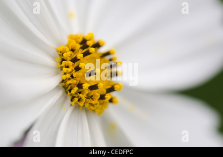Nahaufnahme einer einzelnen Blume, weiß cosmos Cosmos Bipinnatus Stockfoto