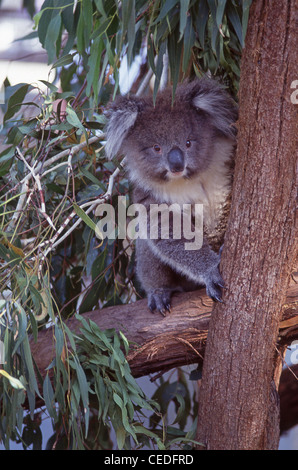 Koala (Phascolarctos cinereus) in Eukalyptusbaum, New South Wales, Australien Stockfoto