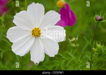 Nahaufnahme einer einzelnen Blume, weiß cosmos Cosmos Bipinnatus Stockfoto