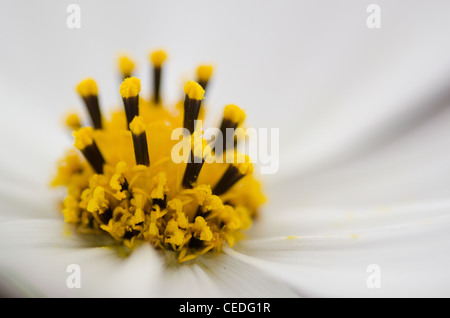 In der Nähe der staubgefäße einer weißen Kosmos Blume, Cosmos Bipinnatus Stockfoto