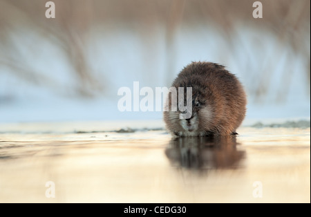 Winter-Porträt-Bisamratte (Ondatra Zibethica) sitzt auf einem Sonnenuntergang Sonnenlicht Stockfoto