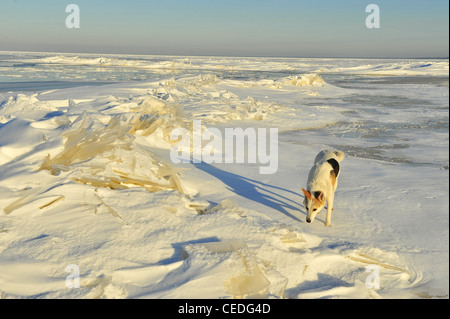 Hund im Winter. Der Hund geht auf Schneeverwehungen und schnüffelt sie Spuren. Stockfoto