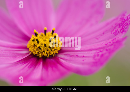 Nahaufnahme einer einzelnen Blume, Rosa cosmos Cosmos Bipinnatus Stockfoto