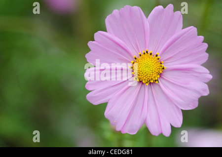 Nahaufnahme einer einzelnen Blume, Rosa cosmos Cosmos Bipinnatus Stockfoto
