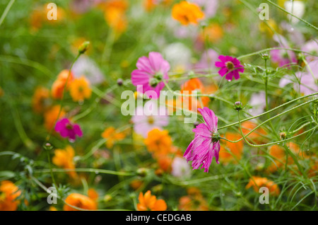 Ein Feld von Rosa und Orange fading Kosmos Blume, Cosmos Bipinnatus Stockfoto