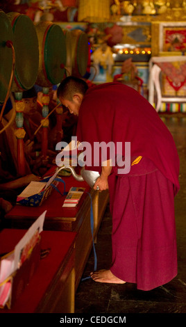 Buddhistischer Mönch Gießen Tee für Mitbrüder während ein singender Zeremonie, Sikkim, Indien Stockfoto