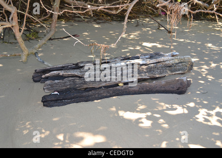 Treibholz Stockfoto