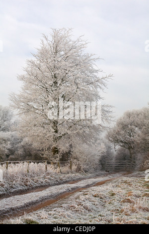 Kalter, frostiger Morgen im Januar mit heiserem Frost auf den Bäumen und Gräsern in Dorset, Großbritannien im Januar - Frost auf einem Baum, Frost auf einem Baum Stockfoto