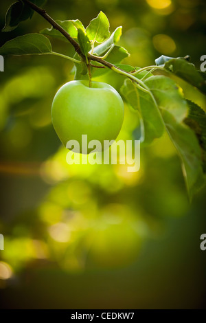 Grüner Apfel am Baum wachsen Stockfoto