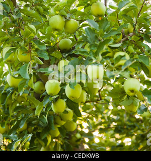 Grüne Äpfel am Baum wachsen Stockfoto