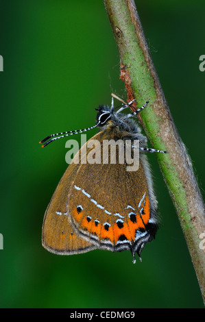 Schwarz Zipfelfalter Schmetterling (Satyrium Pruni) Erwachsenen im Ruhezustand auf Zweig, UK Stockfoto