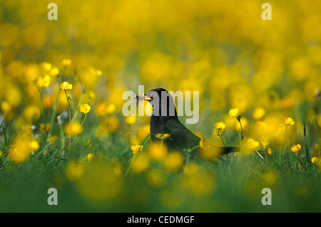 Amsel (Turdus Merula) männlich stehend im Bereich der Butterblumen, mit Schnabel voller Insekten, Oxfordshire, Vereinigtes Königreich Stockfoto