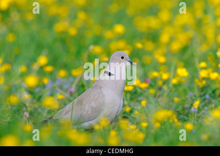 Collared Dove (Streptopelia Decaocto) stehen im Bereich der Butterblumen, Aufruf, Oxfordshire, Vereinigtes Königreich Stockfoto