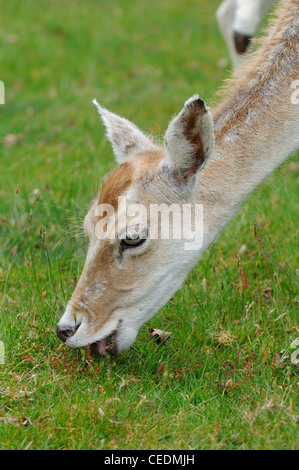 Damhirsch (Dama Dama) Nahaufnahme des Kopfes, Fütterung auf Grünland, Kent UK Stockfoto