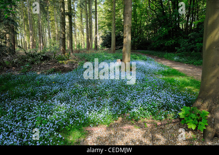 Vergissmeinnicht (Myosotis Sylvatica) in Harpsden Woods, Oxfordshire, Vereinigtes Königreich Stockfoto
