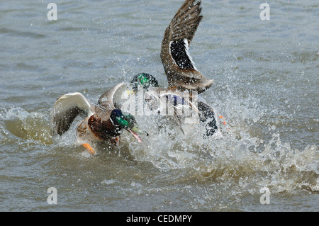 Stockente (Anas Platyrhynchos) zwei Männer kämpfen im Wasser, Slimbridge, UK Stockfoto