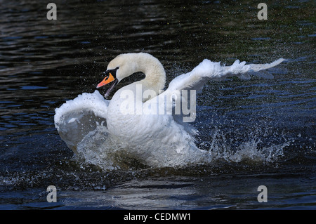 Höckerschwan (Cygnus Olor) Baden, Berkshire, UK Stockfoto