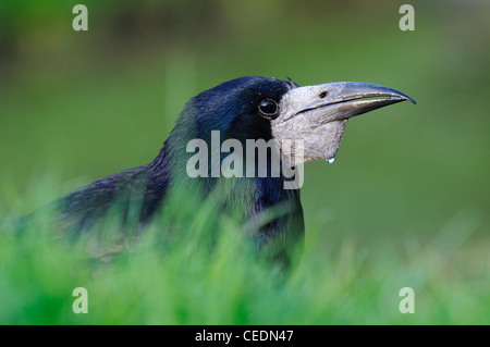 Turm (Corvus Frugilegus) Nahaufnahmen zeigen Kopf und Schnabel, Oxfordshire, Vereinigtes Königreich Stockfoto