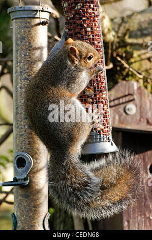 Ein grau-Eichhörnchen auf ein Futterhäuschen für Vögel Stockfoto