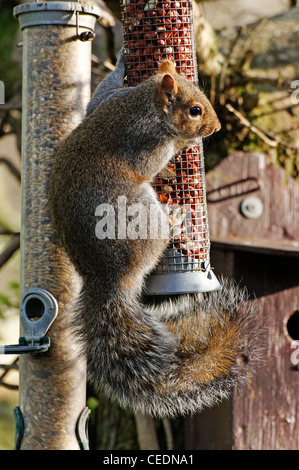 Ein grau-Eichhörnchen auf ein Futterhäuschen für Vögel Stockfoto