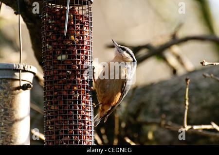 Ein Kleiber auf ein Futterhäuschen für Vögel Stockfoto