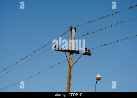 Ukraine. Die autonome Republik Krim. Feodossija. Vögel thront auf Stromleitungen. Stockfoto