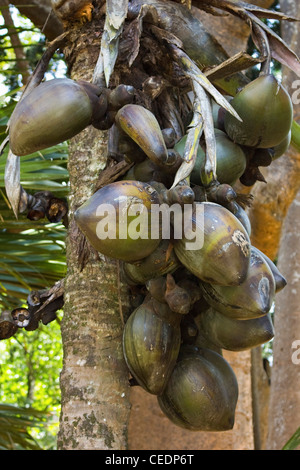 Doppel-Kokos (Coco de Mer Palme), weltweit größte Pflanze Obst, Royal Botanic Gardens in Peradeniya, in der Nähe von Kandy, Sri Lanka, Asien Stockfoto