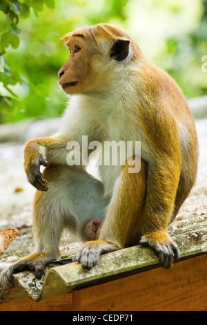 Toque Makaken Affen, benannt nach seiner Haare; gefährdet, sondern hier zu sehen im Royal Botanic Gardens, Peradeniya, Kandy, Sri Lanka Stockfoto