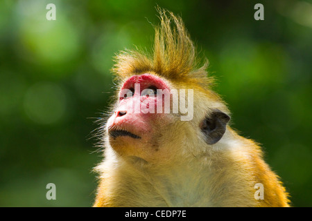 Toque Makaken Affen, benannt nach seiner Haare; gefährdet, sondern hier zu sehen im Royal Botanic Gardens, Peradeniya, Kandy, Sri Lanka Stockfoto