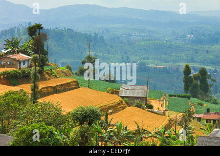 Gemüseanbau, eine wichtige Alternative zur normalen Tee Ernte hier im Hügelland in der Nähe von Nuwara Eliya, Sri Lanka Stockfoto