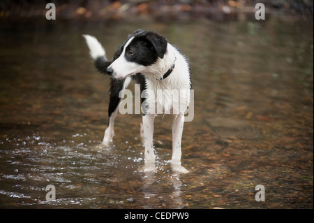 Ein Border Collie stehend im Wasser Stockfoto