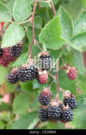 Brombeeren Stockfoto