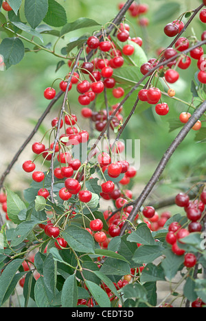 Prunus Cerasus "Morello" (Morello Kirsche) Stockfoto