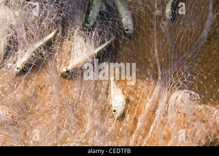 Thailand, Phuket, Bang Tao Beach, kleine Fische in Fischernetz gefangen Stockfoto