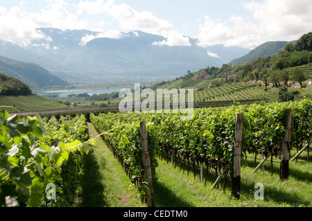 Italien, Trentino-Südtirol, Kaltern, Weinberg und See Stockfoto