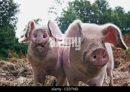 Zwei Schweine, Blick in die Kamera Stockfoto