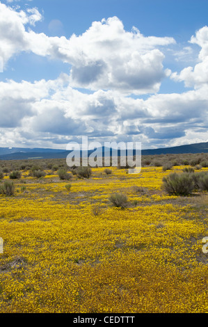 USA, California, Lower Klamath National Wildlife Refuge, Landschaft mit gelben Wildblumen Stockfoto