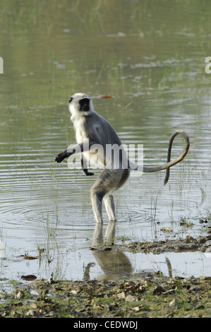 Hanuman Languren Semnopithecus Entellus in Wasser Stockfoto
