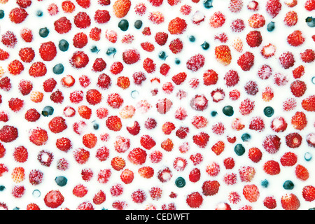 Gesunde Ernährung Hintergrund - Nahaufnahme von wilden Erdbeeren und Heidelbeeren in Milch schweben Stockfoto