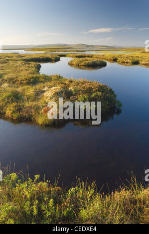 Flow Country oder Mooren bei Forsinard, Sutherland, Schottland. Stockfoto