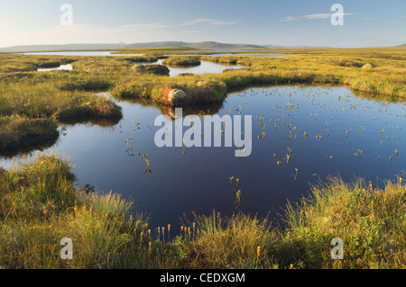 Flow Country oder Mooren bei Forsinard, Sutherland, Schottland. Stockfoto