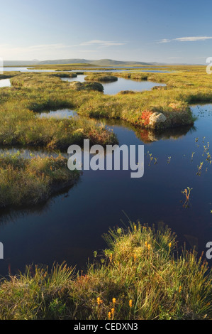 Flow Country oder Mooren bei Forsinard, Sutherland, Schottland. Stockfoto